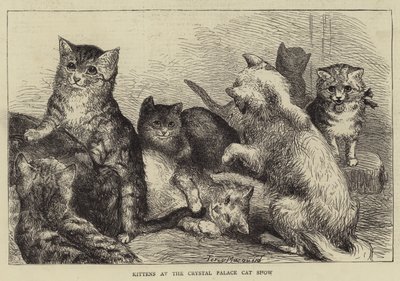 Kittens at the Crystal Palace Cat Show by Percy Macquoid